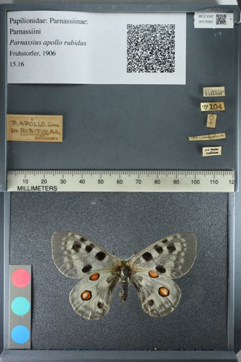 Media type: image;   Entomology 175261